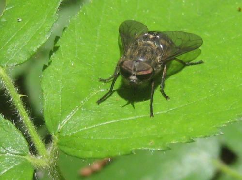 Réf. 196 367 : Hybomitra sp.